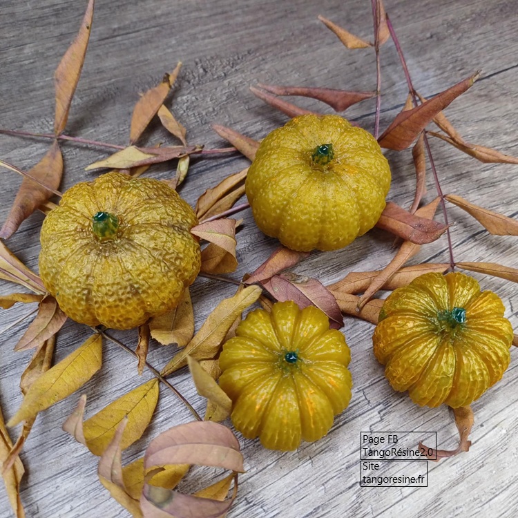 Citrouilles miniatures – Image 3