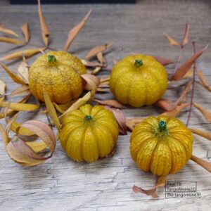 Citrouilles miniatures